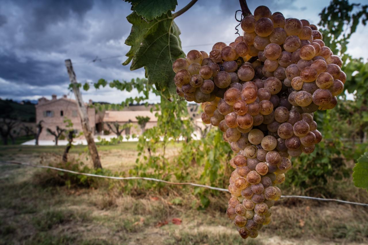 Filodivino Wine Resort & Spa San Marcello  المظهر الخارجي الصورة